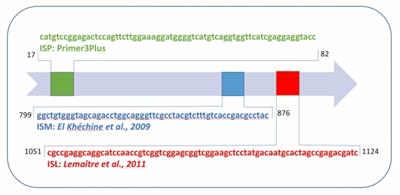 Optimized Lysis-Extraction Method Combined With IS6110-Amplification for Detection of Mycobacterium tuberculosis in Paucibacillary Sputum Specimens